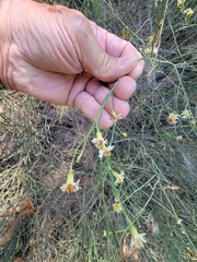 Chloracantha spinosa