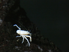Munidopsis polymorpha