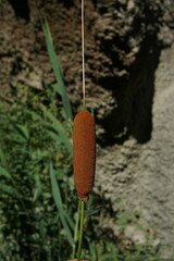 Typha laxmannii