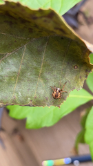 Acanthepeira