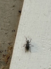 Cyrtepistomus castaneus