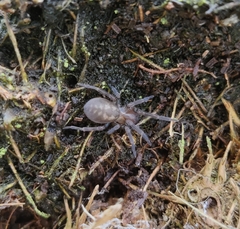 Amaurobius