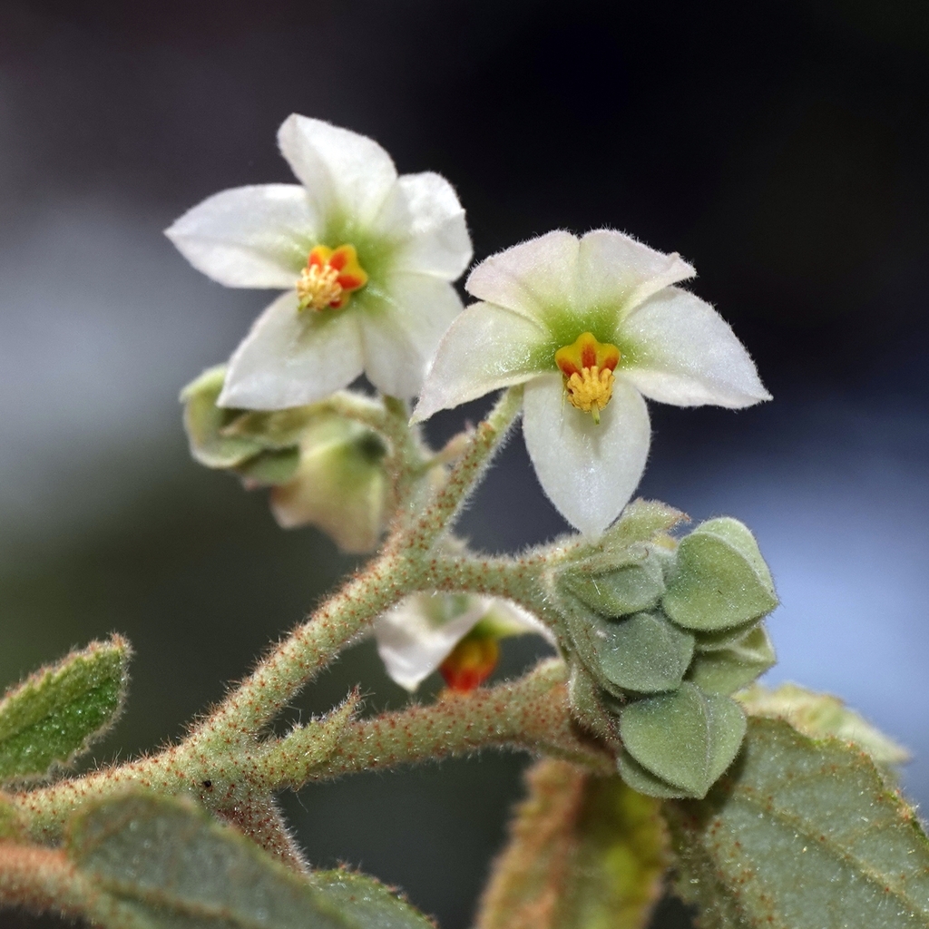 Seringia denticulata