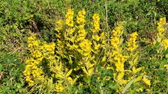 Lysimachia punctata