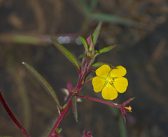 Ludwigia
