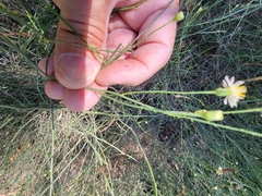 Chloracantha spinosa