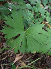 Aconitum lasiostomum