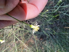 Chloracantha spinosa