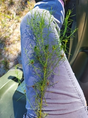 Euthamia caroliniana