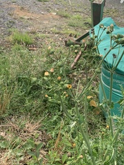 Sonchus oleraceus