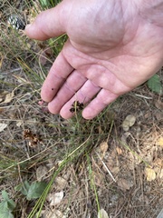Juncus patens