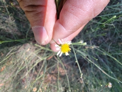 Chloracantha spinosa