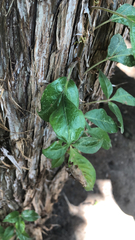 Dolichandra unguis-cati