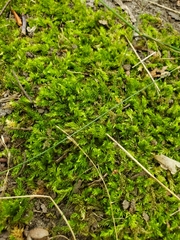 Pseudanomodon attenuatus