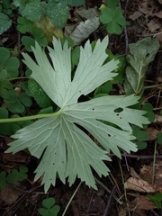 Aconitum lasiostomum