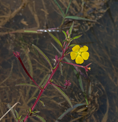 Ludwigia