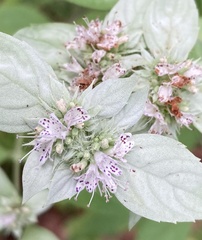 Pycnanthemum