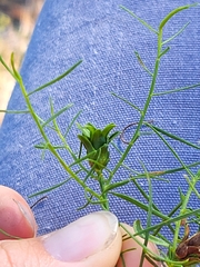 Euthamia caroliniana