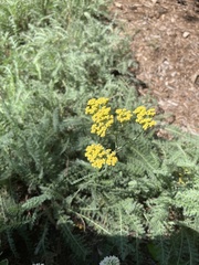 Euphorbia cyparissias