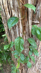 Dolichandra unguis-cati