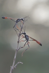 Ammophila heydeni