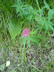Trifolium lupinaster