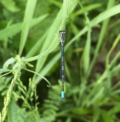 Coenagrion johanssoni