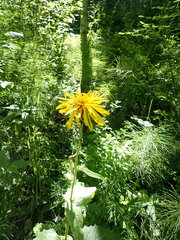 Crepis sibirica
