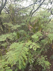 Lysiloma divaricatum