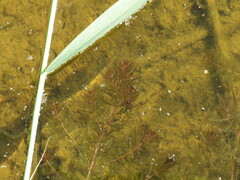 Myriophyllum