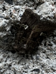 Lacinipolia renigera