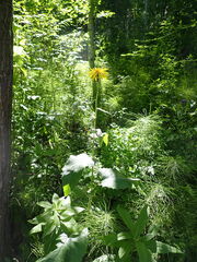 Crepis sibirica