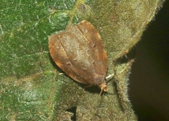 Acleris zimmermani