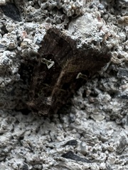 Lacinipolia renigera