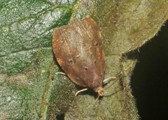 Acleris zimmermani