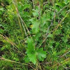 Rhamphospermum nigrum