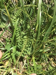 Pedicularis ascendens