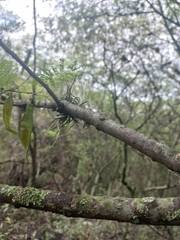 Lysiloma divaricatum