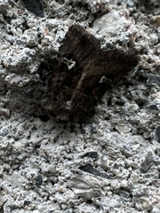 Lacinipolia renigera