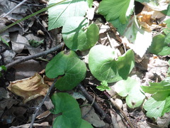 Asarum europaeum