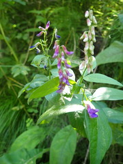Vicia unijuga
