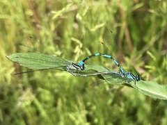 Coenagrion johanssoni