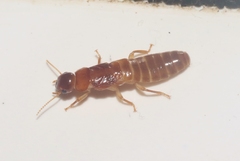 Kalotermitidae