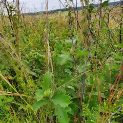 Rhamphospermum nigrum