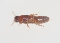 Kalotermitidae