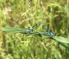 Coenagrion johanssoni