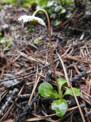 Moneses uniflora