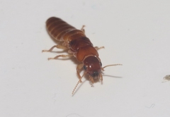 Kalotermitidae