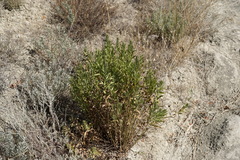 Galatella biflora