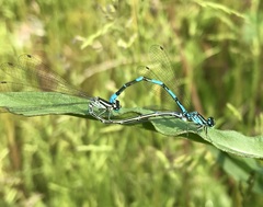Coenagrion johanssoni
